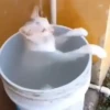 99.9% gatos sin sentido 😾🤯 8