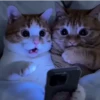Gatos pal chat 🐈‍⬛🐈 8