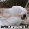 GIFs Pets Fofos Memes 2 🐾 10
