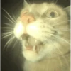 GIFs de Gatos Reações 2 🐱 20