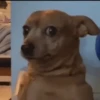 GIFs de Cachorros Reações 🐶 13