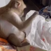 🐒 Monos divertidos random 🐒🐒 11