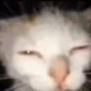 Memes De Gatos Animados 🗿 13