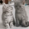 ❀ᮬ🐱⣧ ᩡᩡ Gatitos!©️Pochis 25