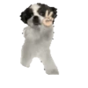 Perros para el chat 🤣🐕 13