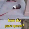 Reações de gatíneos 🐈🐈‍⬛ 5