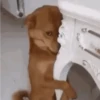 GIFs de Cachorros Reações 🐶 11