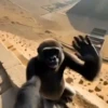 Monos Videos 2 19