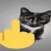 Gatinhos 🐾🐾🐾🐾🐾🐾 15