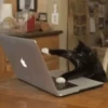 GIFs de Gatos Reações 2 🐱 30