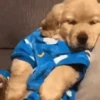 Doguinhos Engraçados 6