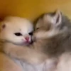 Gatitos lindos 3.0 - anubiss 9