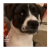 Reacciones de perritos 🐶🐾 11