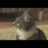 GIFs de Gatos Reações 2 🐱 21