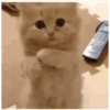 Gatitos Bonitos 17