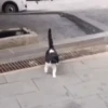 Funny memes 🐶🐱 15