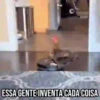 GIFs Pets Fofos Memes 2 🐾 25