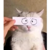 Gatinho 7