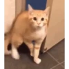 Gatos malucos 😂🐈 9