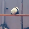 ⟡°.🐾Pandas Divertidos🐼ྀིྀི.° ⟡ 8