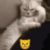 Angry reactions 5