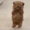 GIFs de Cachorros Reações 🐶 17
