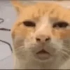 Meme Kucing Viral 🐱 20