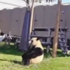 ⟡°.🐾Pandas Divertidos🐼ྀིྀི.° ⟡ 6