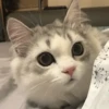Gatitos Bonitos 21