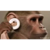 Macaco fumando 16