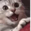 Reacciones gatunas random🐈🐈‍⬛ 13