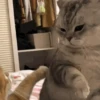 Mewing gato gatos 19