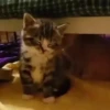Gatitos lindos 3.0 - anubiss 22