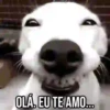 GIFs Pets Fofos Memes 🐾 12