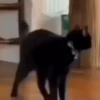 Gatinhos 🐾🐾🐾🐾🐾🐾 5