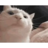 Gatos malucos 😂🐈 8