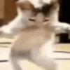 Gatos loucos 🐈 7