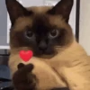 Gatinhos 🐾🐾🐾🐾🐾🐾 22