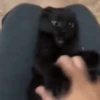 Funny memes 🐶🐱 11