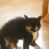 Gatos que viraram Memes 🐈😁 13