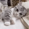 Gatitos Bonitos 14