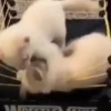 Gatitos lindos 3.0 - anubiss 18