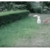 Funny Animals 10
