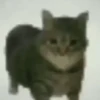 🙀GIF-s CAT-s-GATO-s😿 10