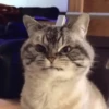 GIFs de Gatos Reações 2 🐱 24