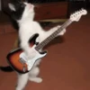 Gatos que viraram Memes 🐈😁 15