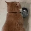 GIFs de Gatos Reações 2 🐱 28