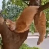 Funny Cats meme🐱 11
