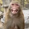 Monos felices 🐵🐒😁 8