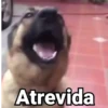 Perritos con Frases V.1🐶 12
